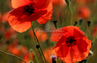 foto fontanelli campagna toscana