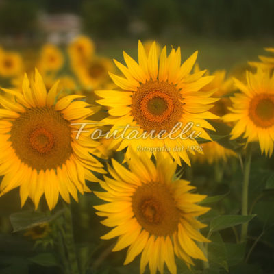 foto fontanelli campagna toscana