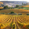 Foto vigne gialle, Toscana