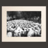 sheeps tuscany picture for sale black and white