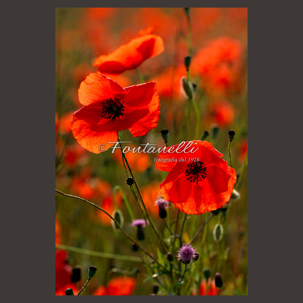 foto-fontanelli-campagna-toscana