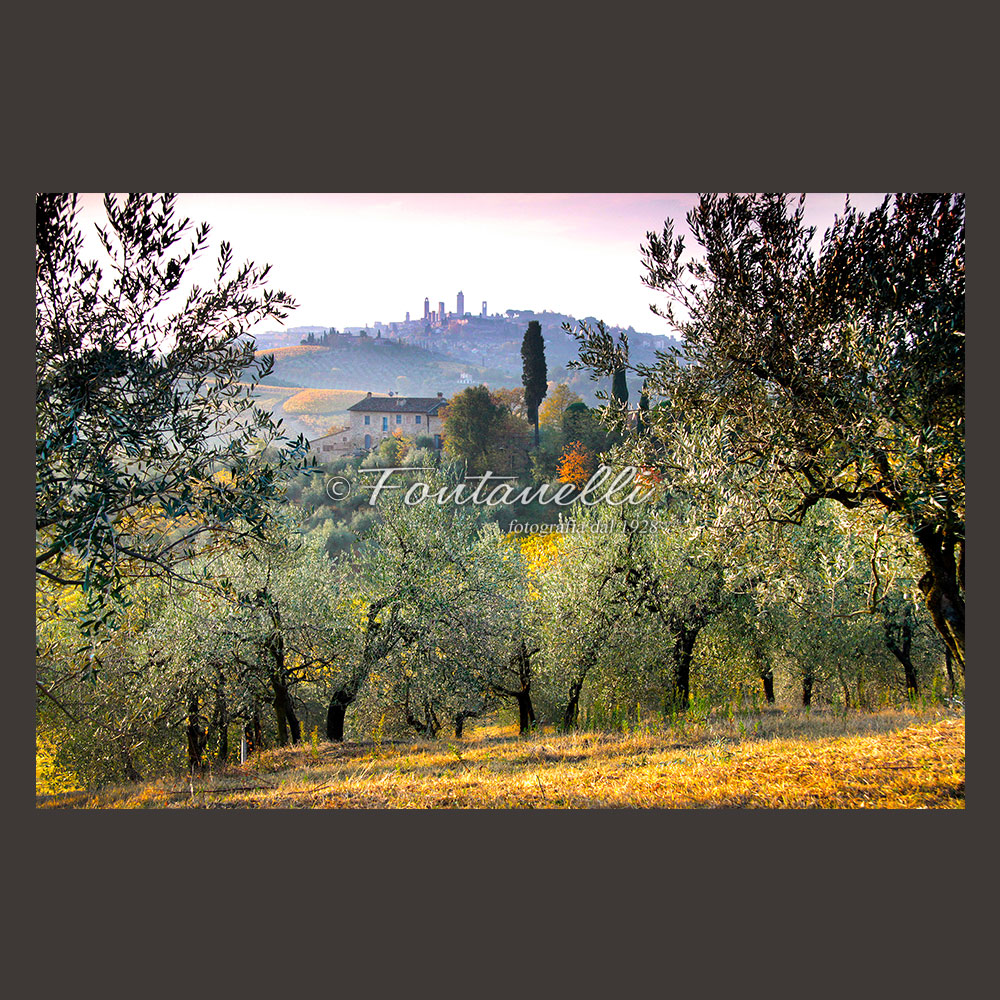 foto uliveta san gimignano