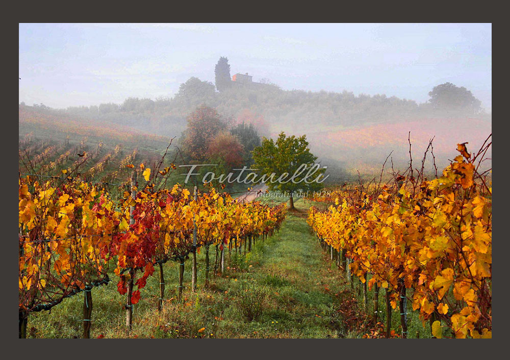 foto-vigneti-nebbia-toscana-1