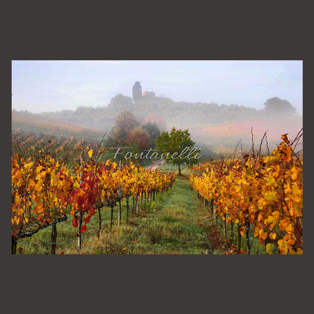 foto-vigneti-nebbia-toscana