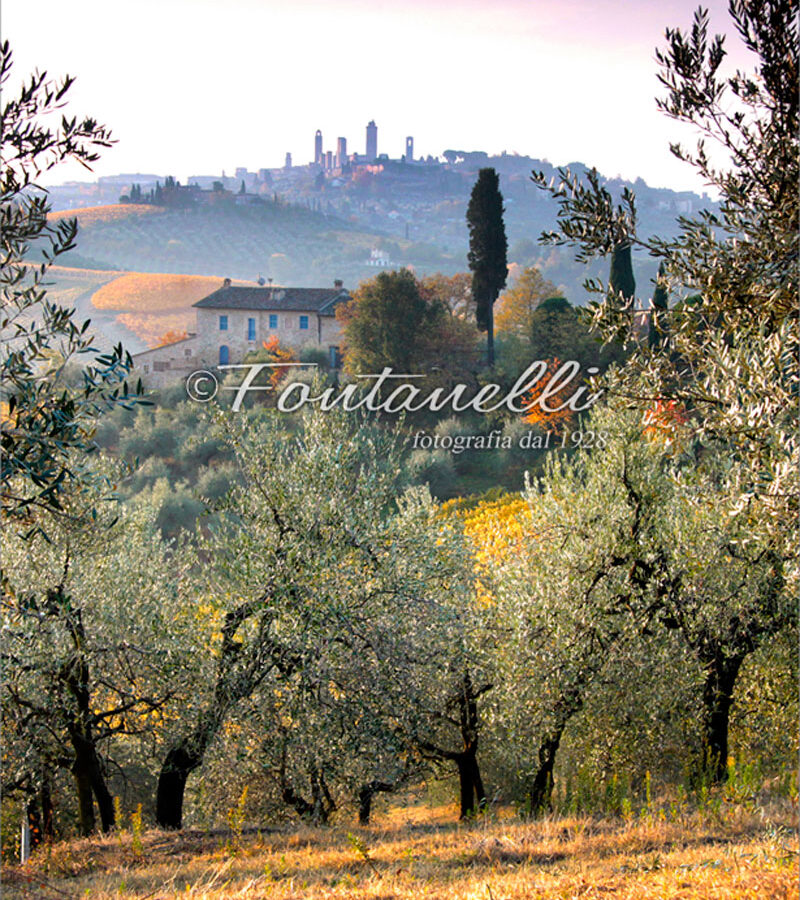 Foto di San Gimignano tra gli ulivi, Toscana