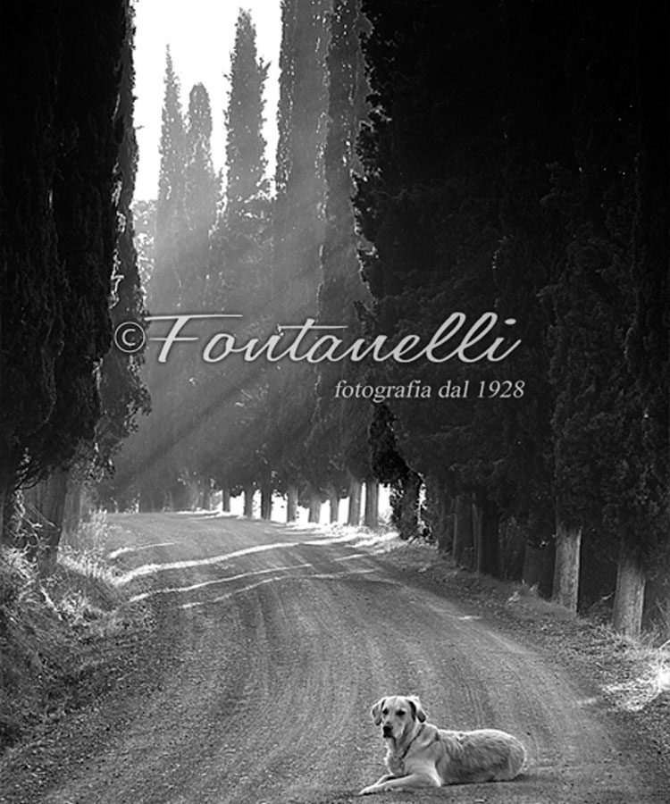 Foto strada con cipressi e cane, Toscana