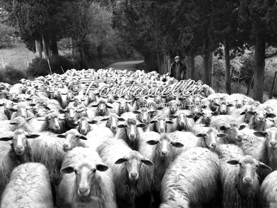 Photo shepherd with his sheep, Tuscany