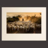 Foto di pastore nella nebbia all'alba con pecore in Toscana