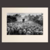 Black and white Photo of a shepherd with his sheep in the mist at dawn, Tuscany