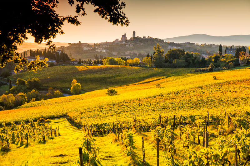 Campi di vigne autunnali con San Gimignano nello sfondo. Toscana