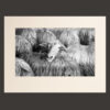 Photo Black and white sheep, Volterra, Tuscany