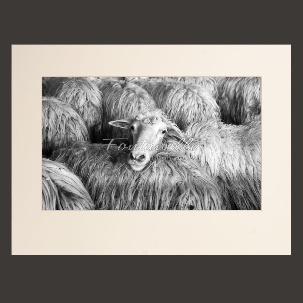 Photo Black and white sheep, Volterra, Tuscany