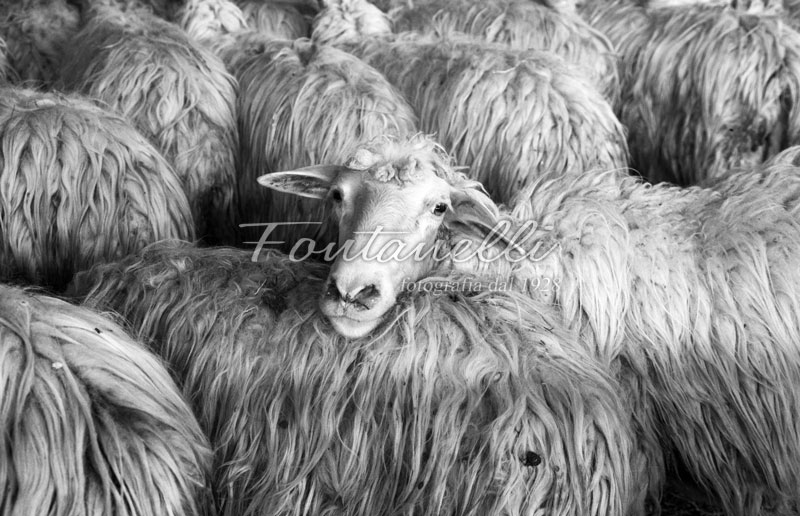 Foto-Pecorella-in-Bianco-e-nero-Volterra-Toscana