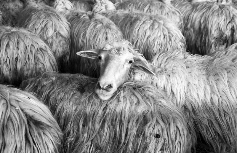 Photo Black and white sheep, Volterra, Tuscany