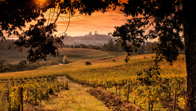 Autumn campaign photo in the shade of an oak tree, Tuscany