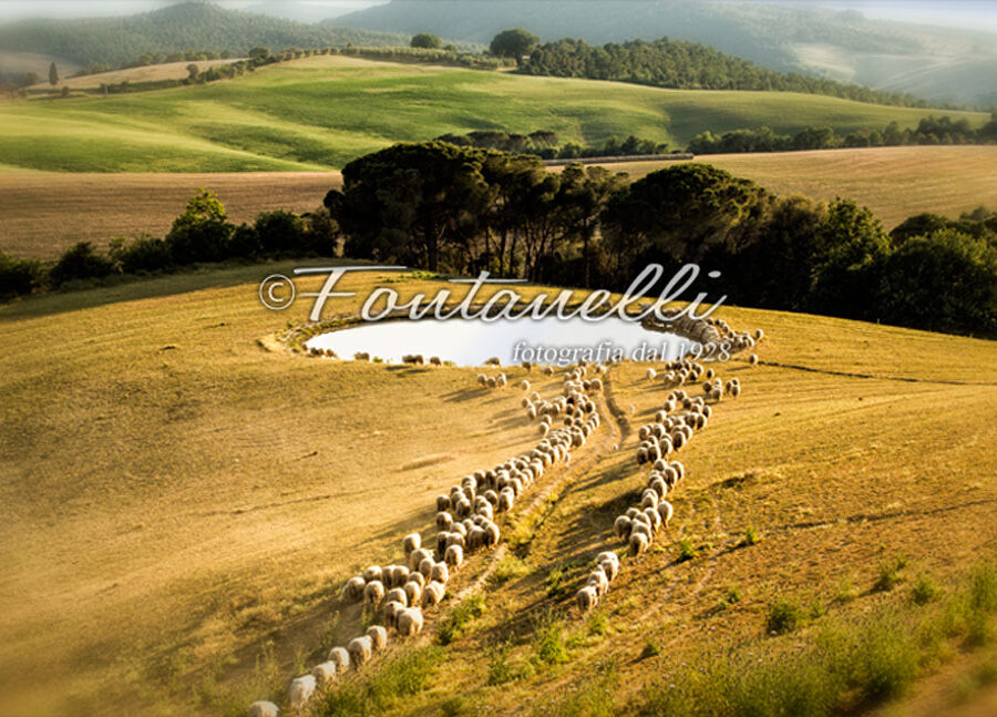 Foto il gregge va al lago, Toscana