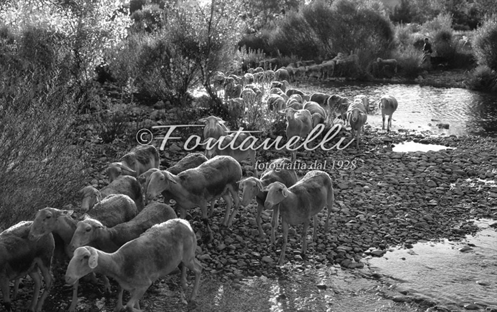 foto-pecore-lungo-il-ruscello,-Toscana